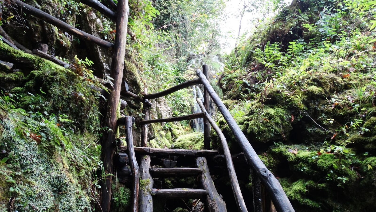 Rough steps climbing back up through the mossy jungle — the return is the hard part.