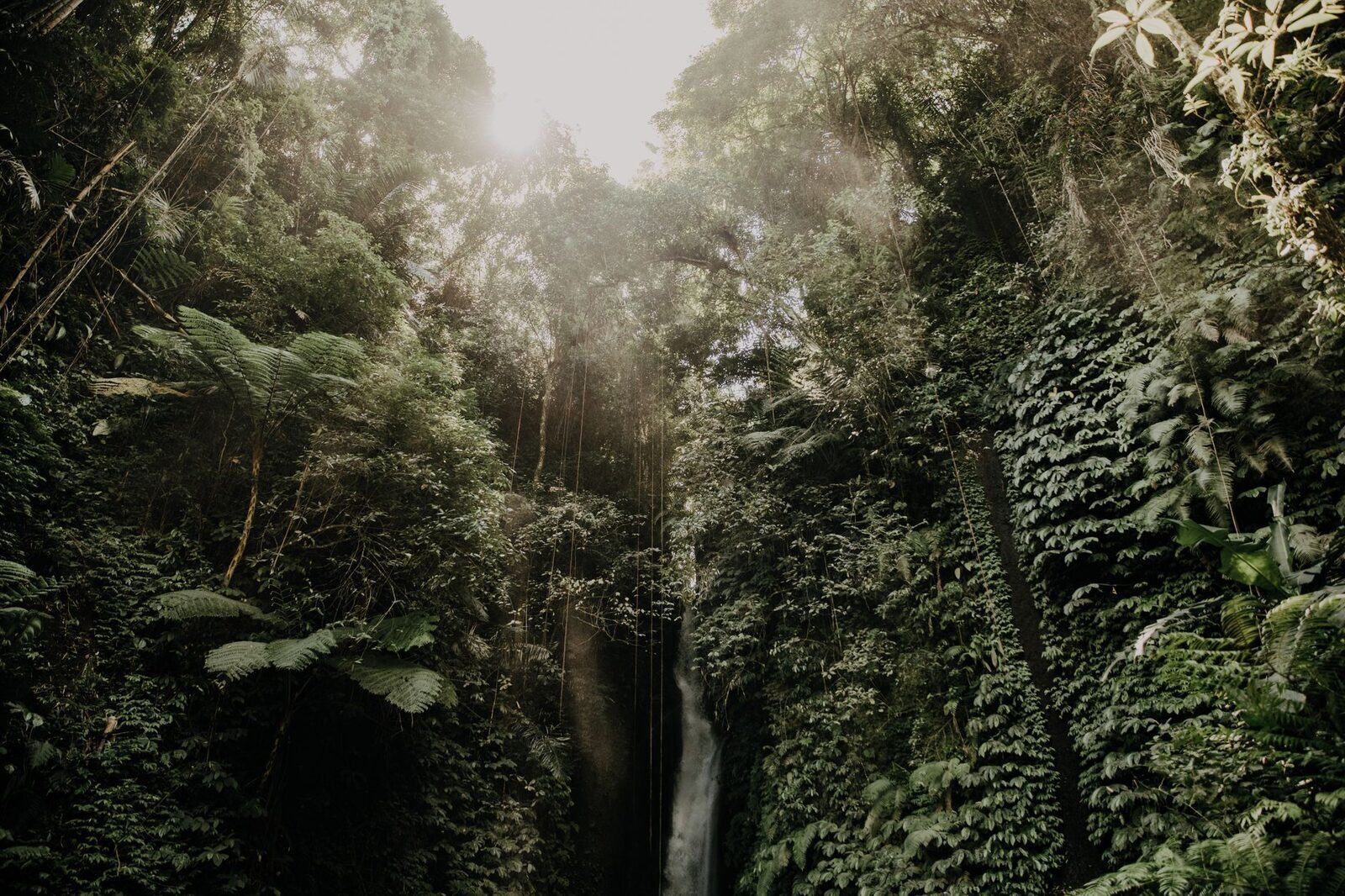 The gorge at its deepest and darkest, jungle closing in around the water.
