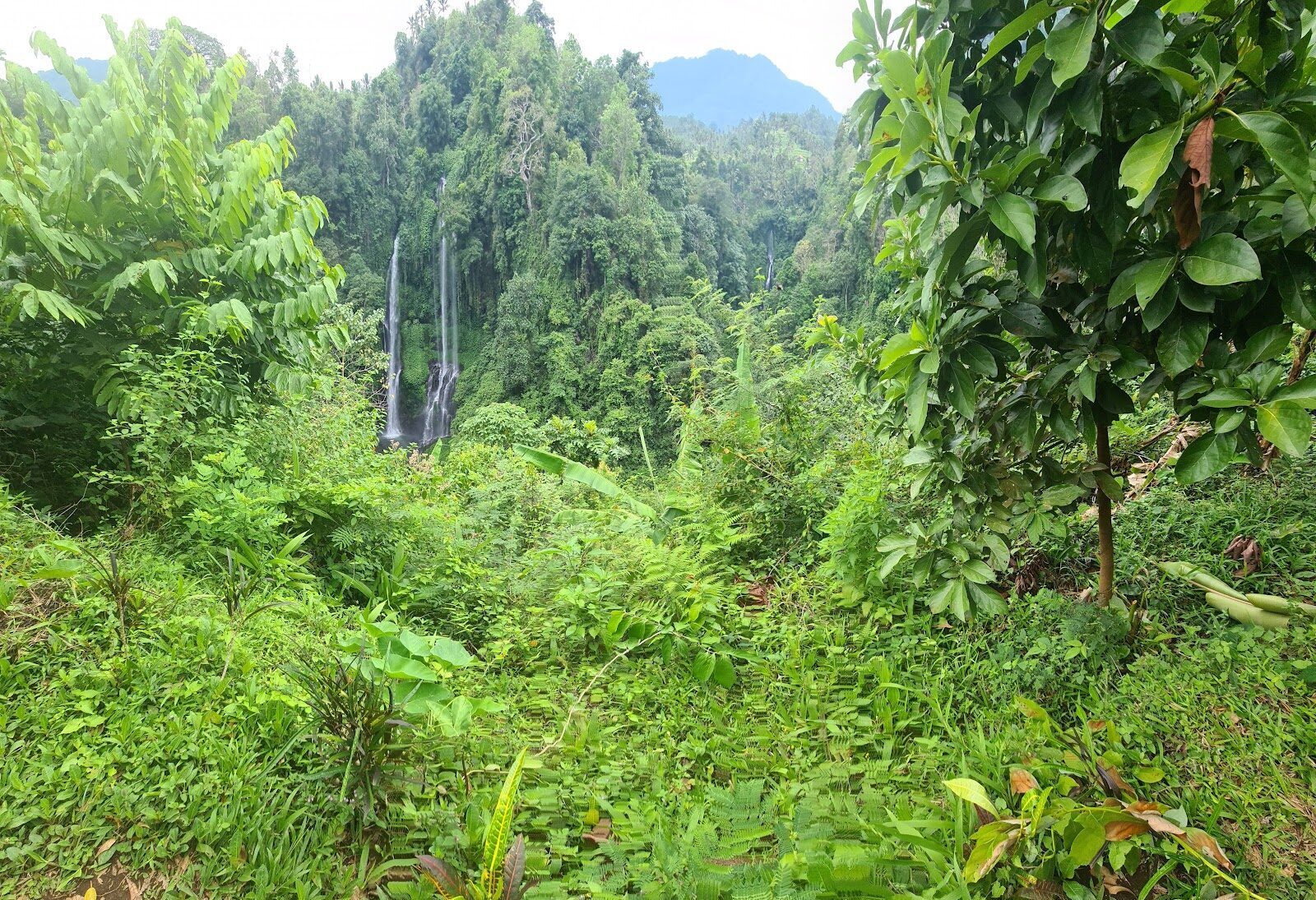 Faint falls in the far green — the country around Sekumpul is all steep forest.
