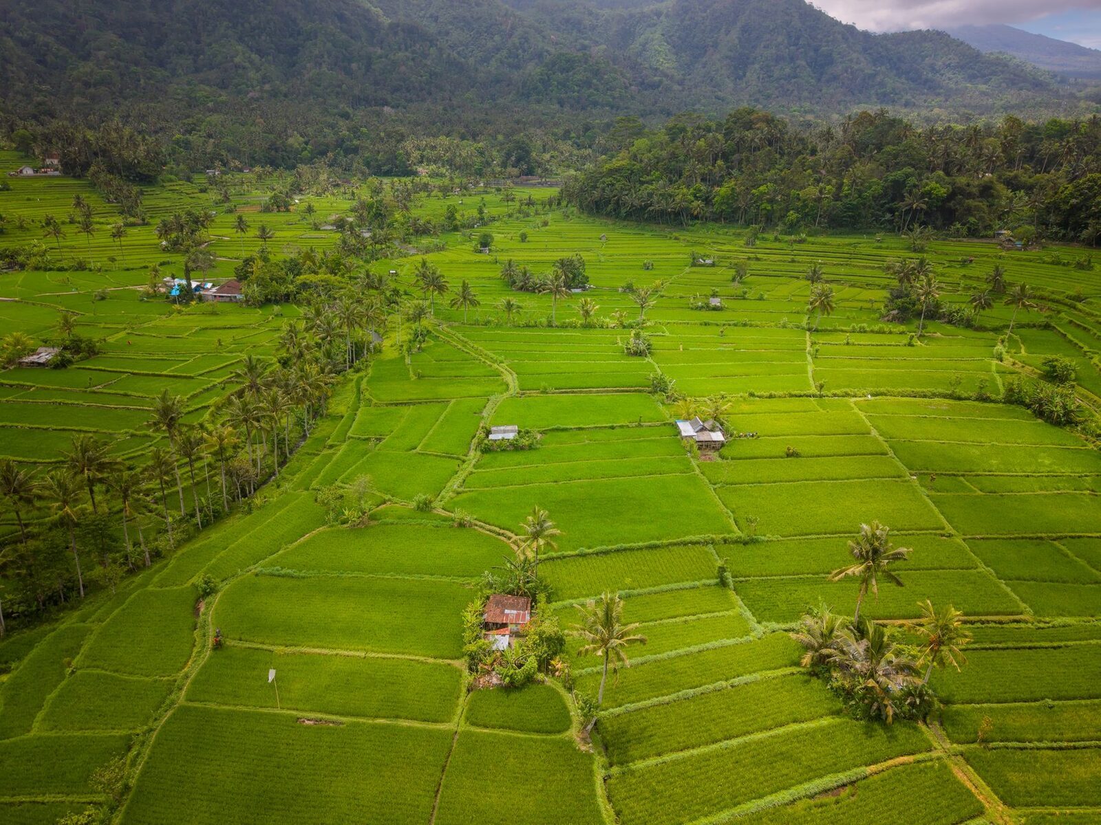 The green valley from above, houses and palms scattered among the paddies.