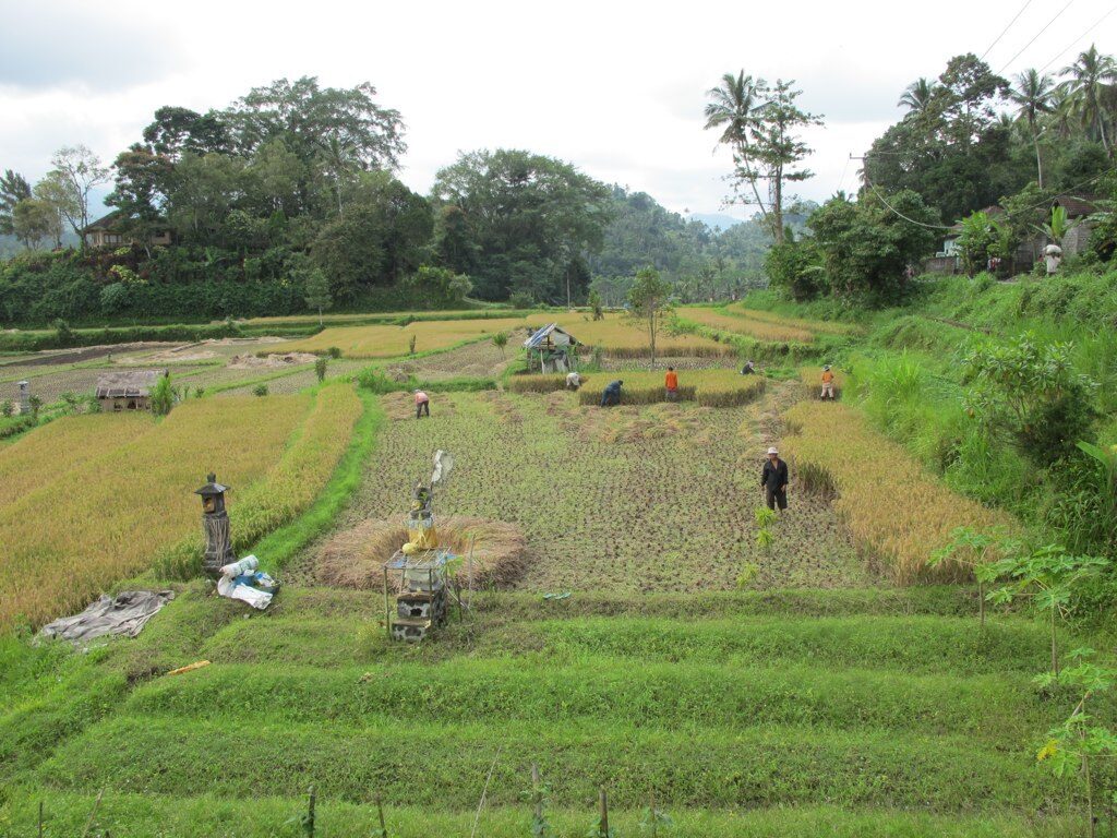 Farmers working the paddies near Sidemen — the small farms and palm-sugar stands a valley walk threads through.