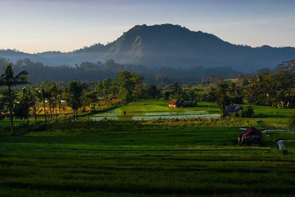 Morning light on a Sidemen rice field, the volcano catching the first sun.
