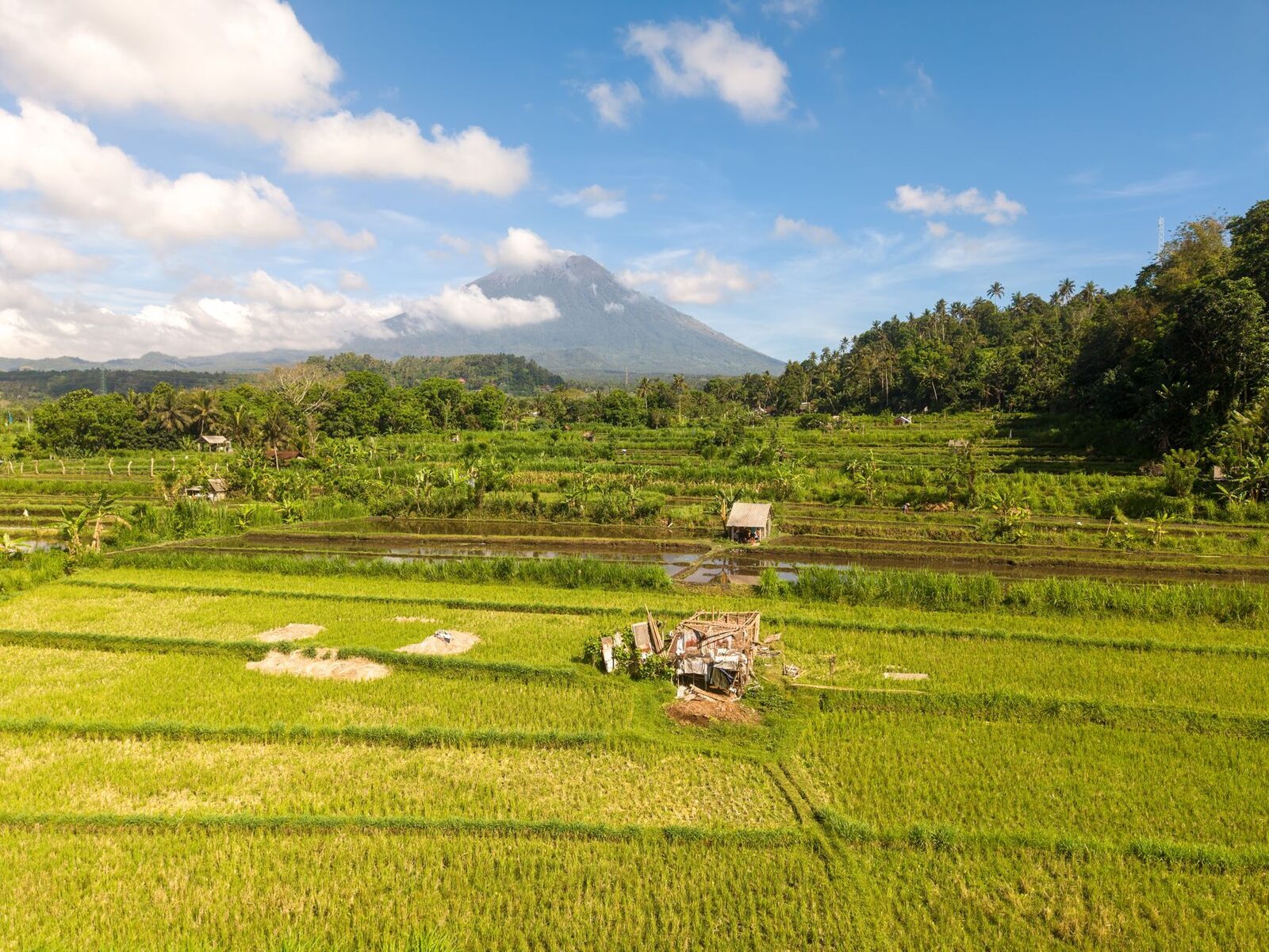 A rice valley near Sidemen with Mount Agung a small cone on the horizon.