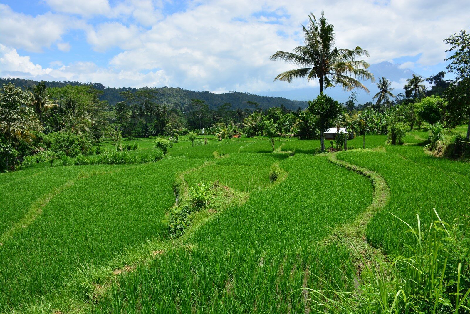 Lush green paddy and a lone palm on the valley floor — walk out of most homestays and this is what you get.