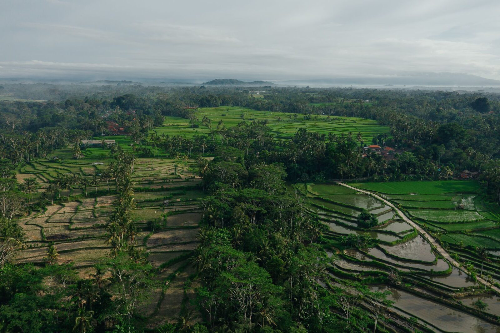 Aerial over the terraces — the folds of green that make the valley.