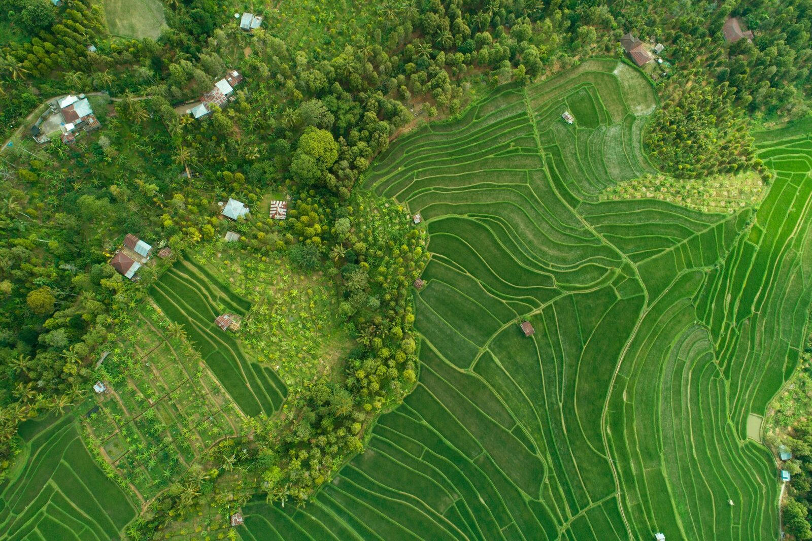 Aerial over the valley: paddies, palms and rooftops.