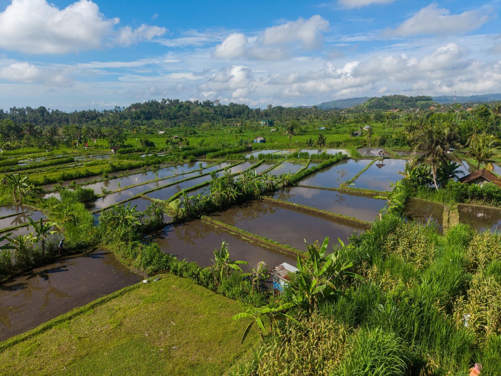 Water-filled paddies and greenery on the valley floor.