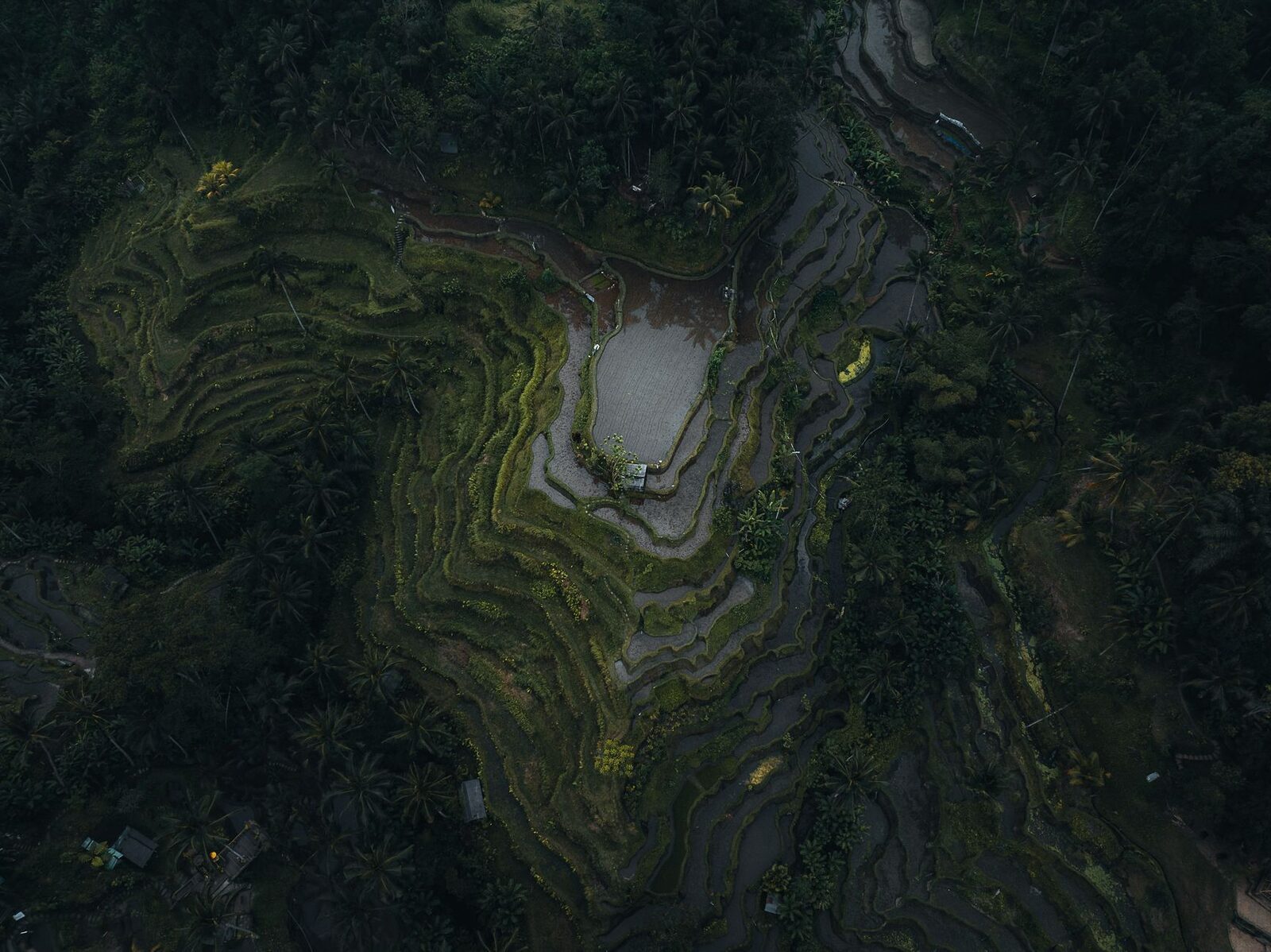 Muted early light across the paddies, seen from above.