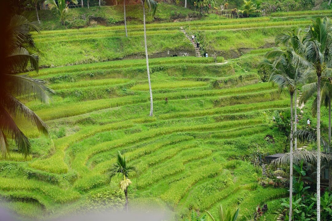 Fresh green paddies in the morning, before the midday heat and the vendors set up.