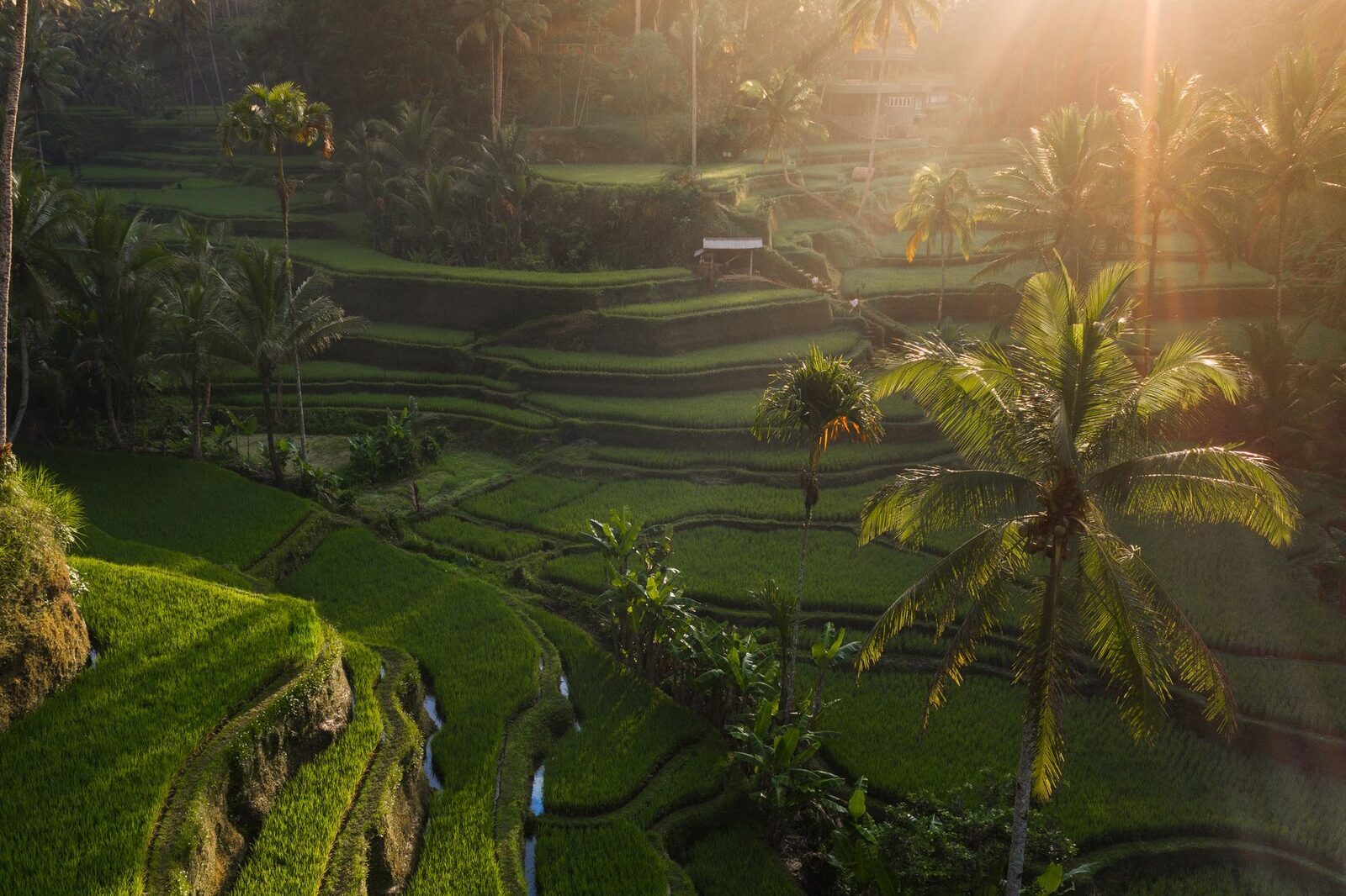 Early light filtering through the palms over the terraces — the reason to arrive by 7am.