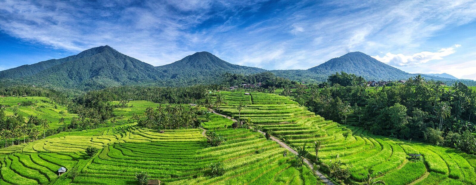 Jatiluwih's paddies running back toward the volcanoes — far bigger than Tegallalang's single valley.