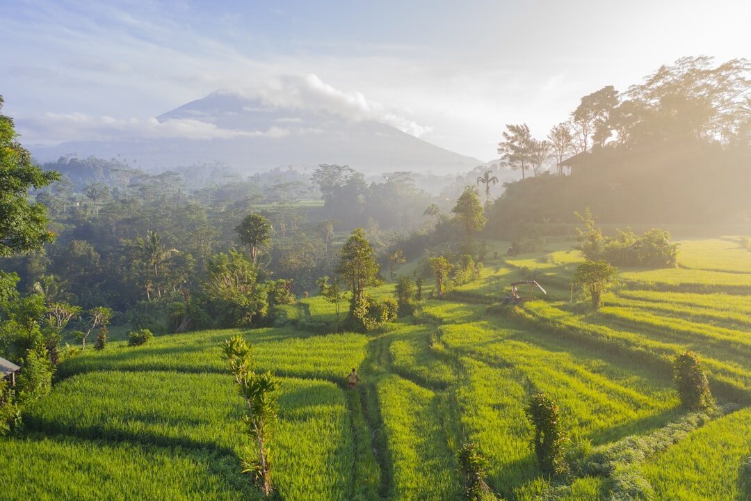 Morning light and mist over the Jatiluwih terraces.
