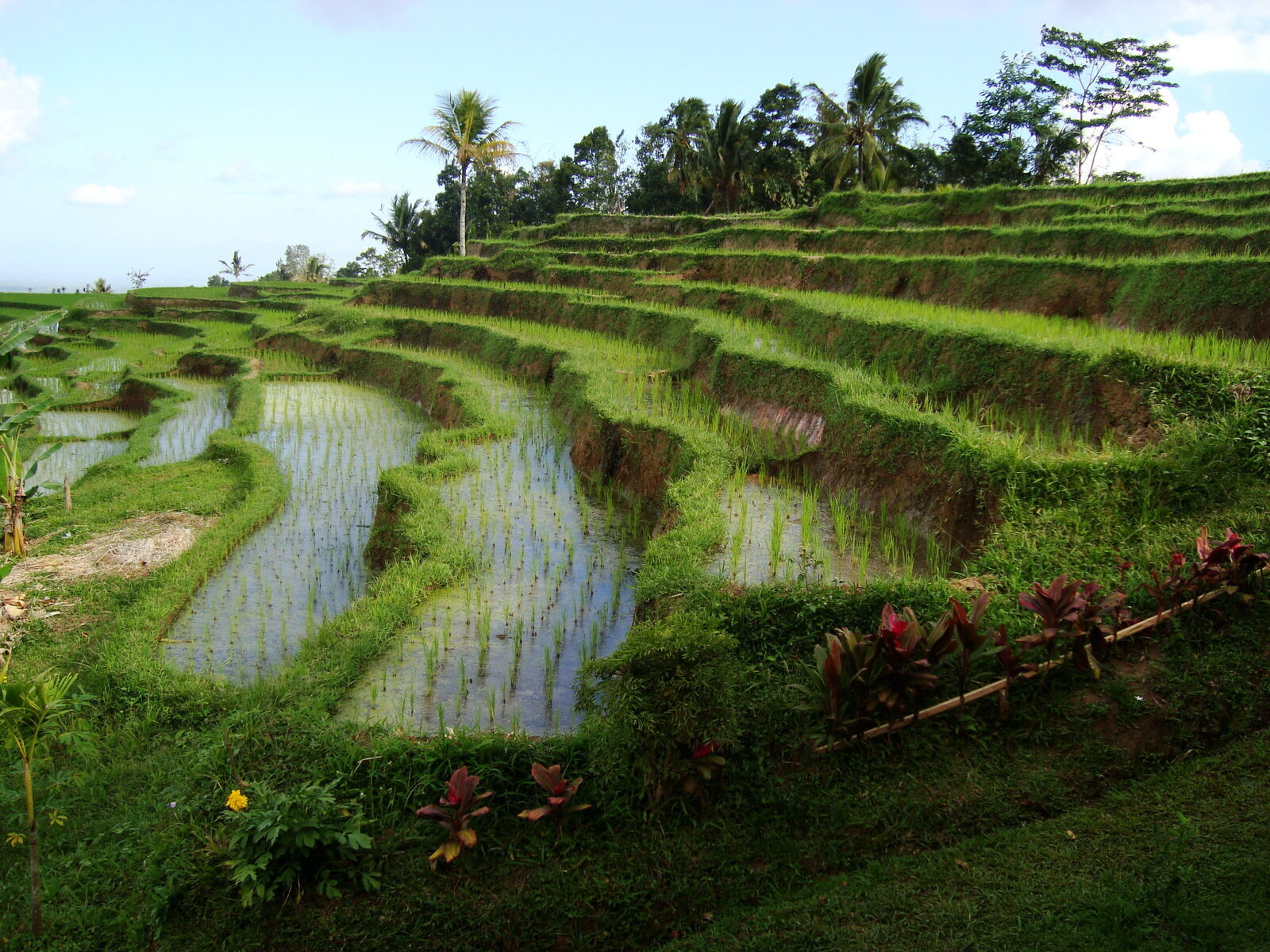 Water-bright young paddies at Jatiluwih, offerings set by the path.