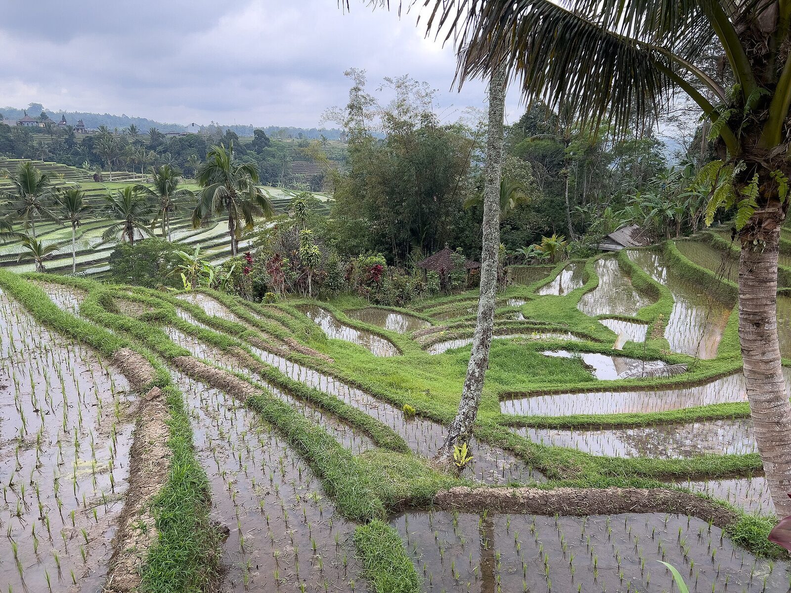 The broad sweep of Jatiluwih's terraced hillsides.