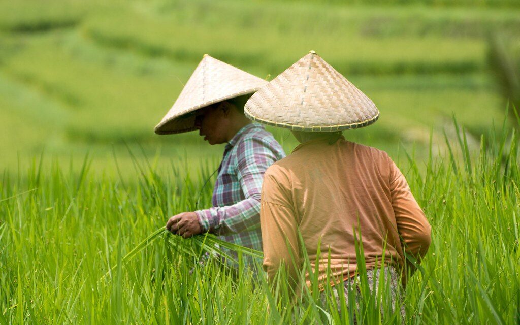 Farmers in conical hats working the Jatiluwih fields — still genuinely working farmland.