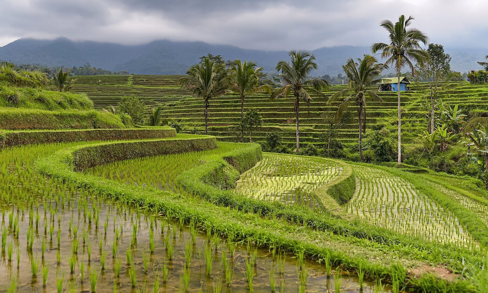 Jatiluwih — the vast, rolling, UNESCO-listed terraces that are the quieter alternative to Tegallalang.