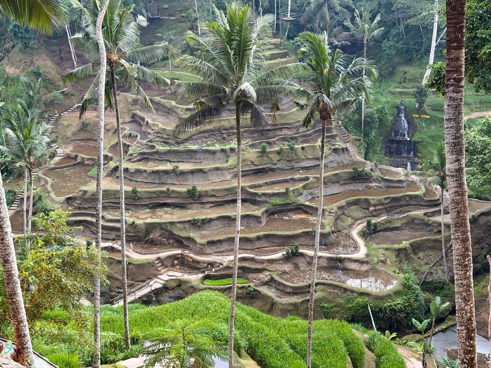 Stone steps and a small shrine among the palms as the trail climbs the far wall.