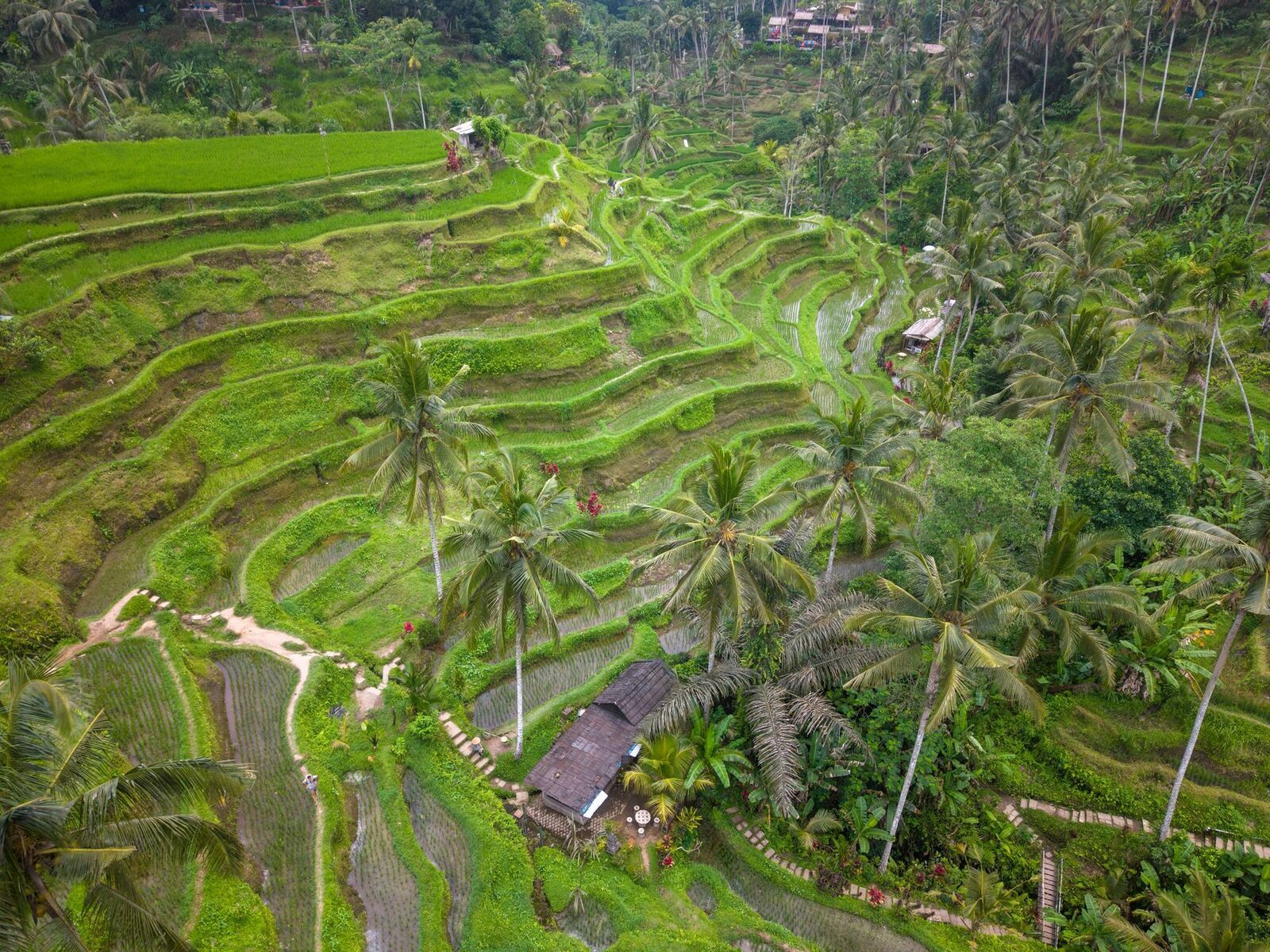 A footpath threading between the paddies past a couple of huts, seen from above.