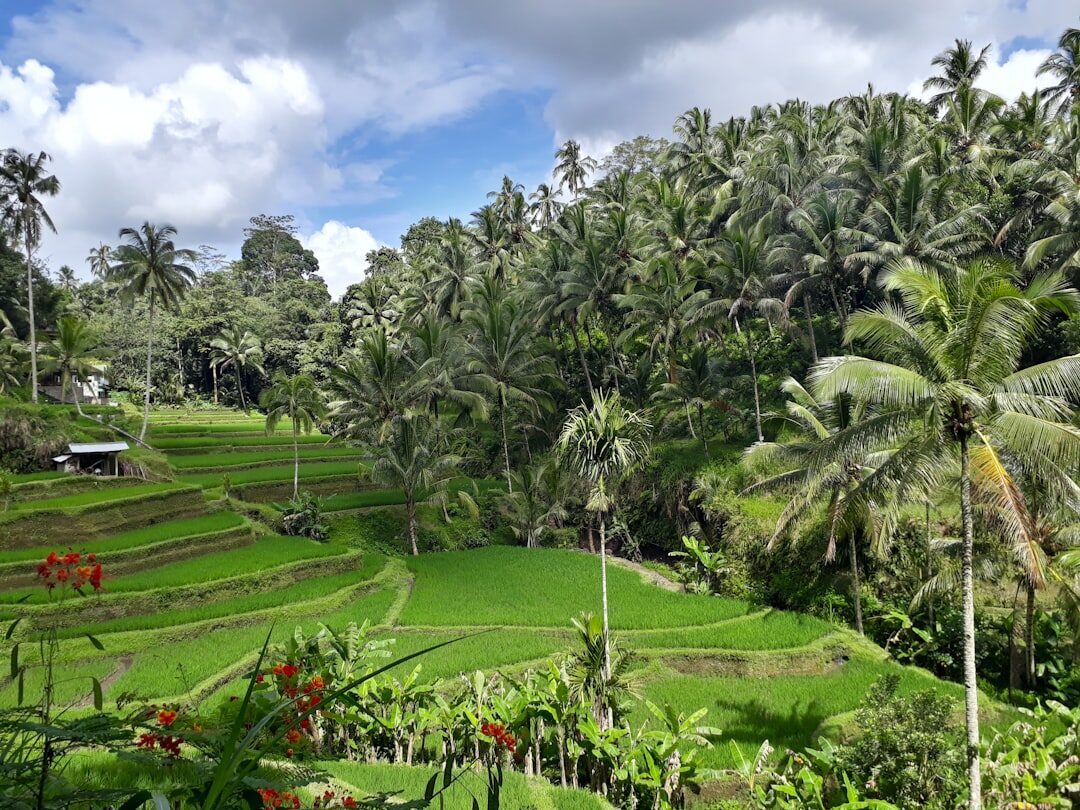 The path edged with flowers and palms on the way down into the valley.
