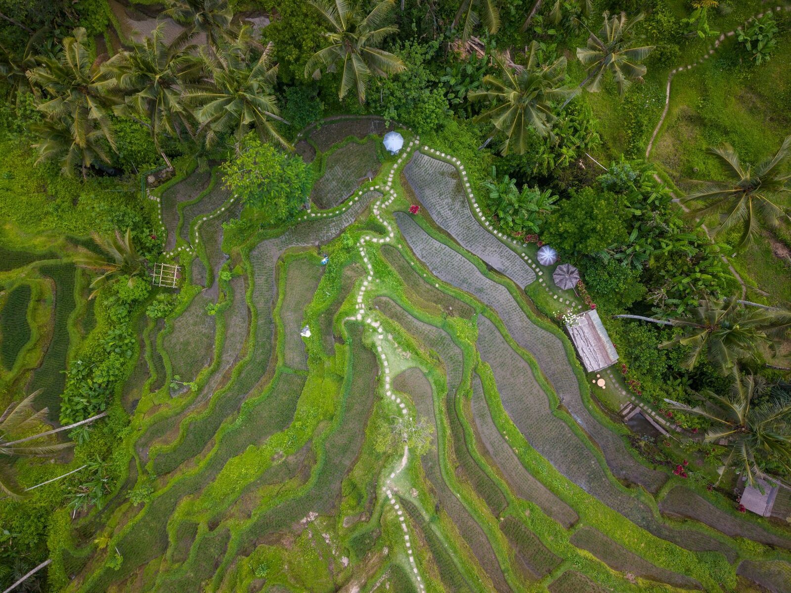 The pale walking path winding down through the terraces — the route the donation posts sit along.