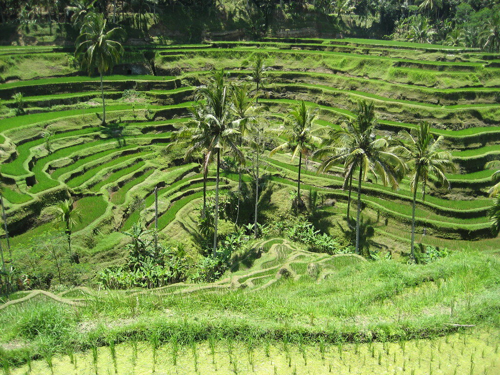 Lush, freshly-green terraces up close — the fields at their most photogenic.