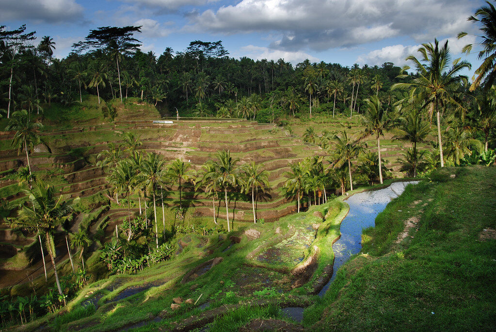 The narrow gorge with its stream at the bottom and palms along the rim.