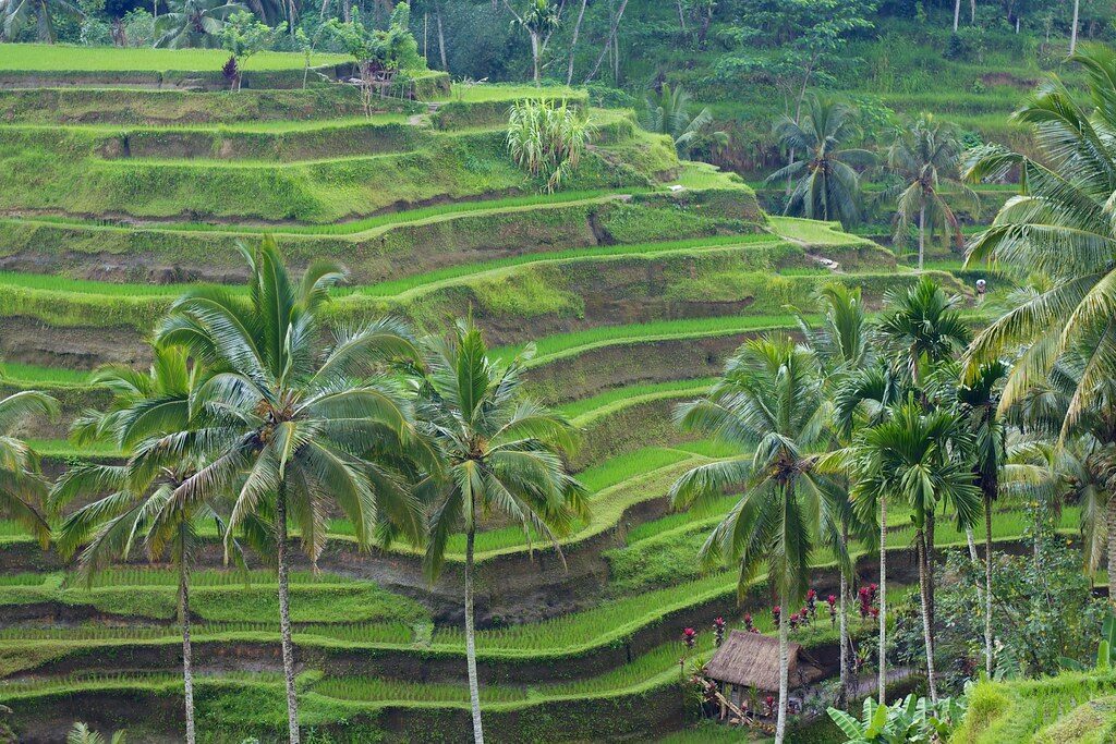 The classic Tegallalang view — sculpted subak-fed paddies and coconut palms climbing the valley wall.