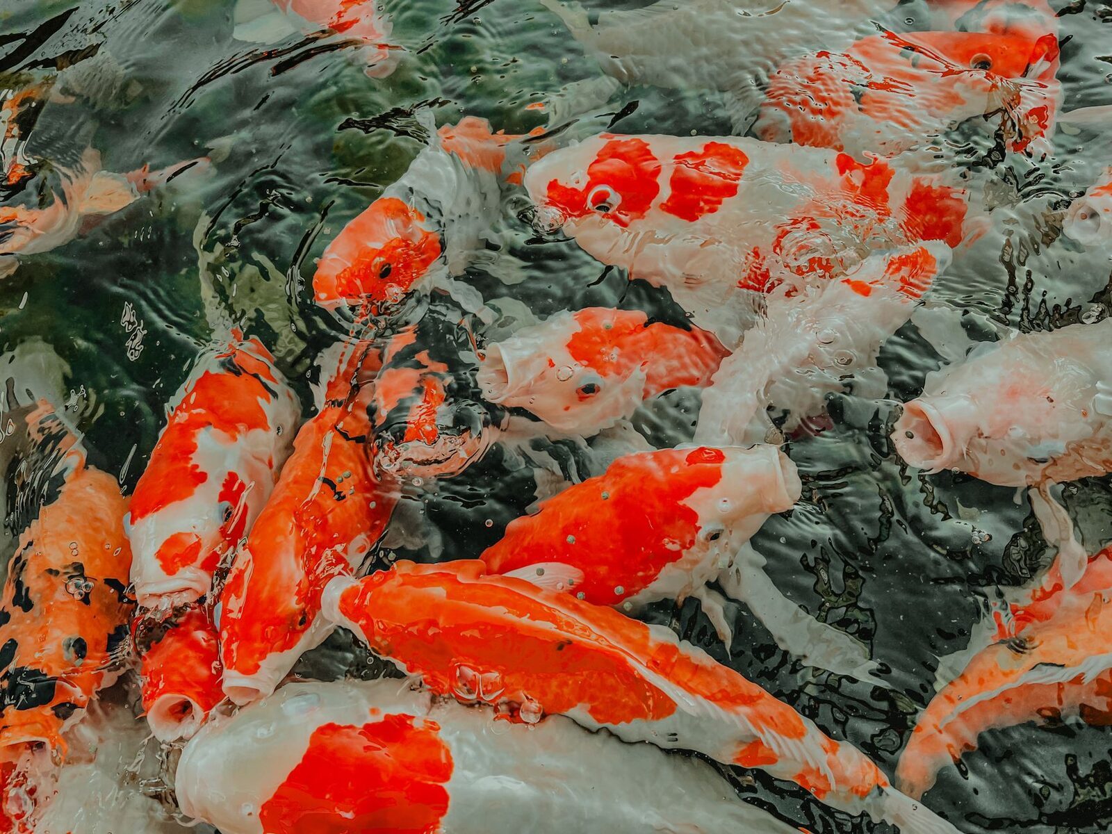 Colourful koi crowding the surface — toss in a bag of pellets and they swarm under the stones.
