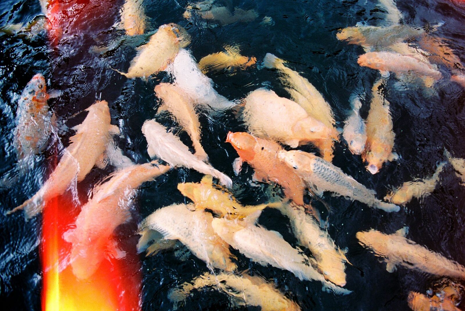 A close-up of the koi, orange and white against dark water.