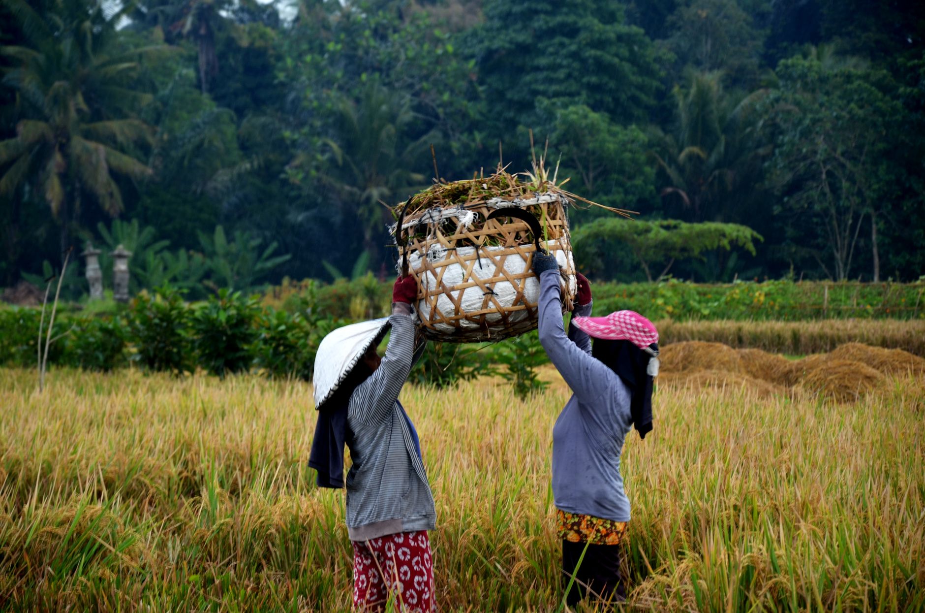 Two women farming a rice field in Bali