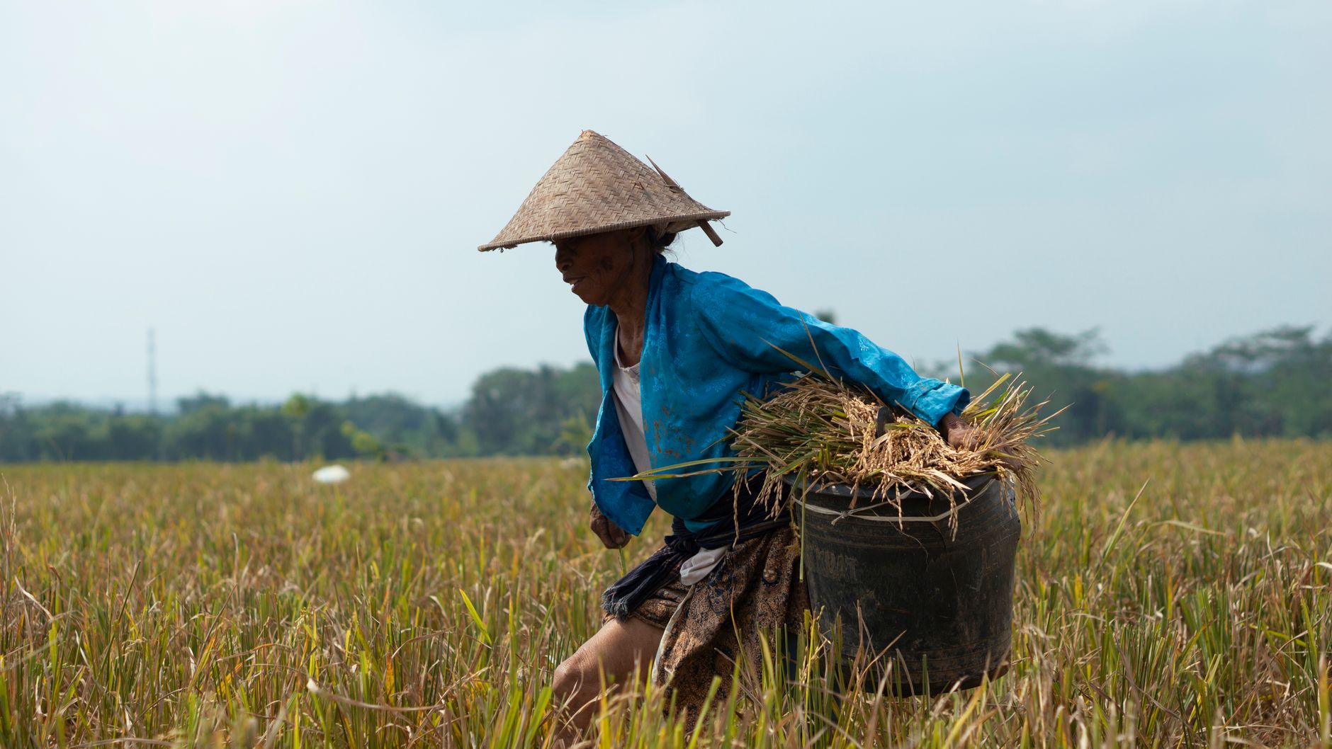 A woman harvesting rice in a rural field