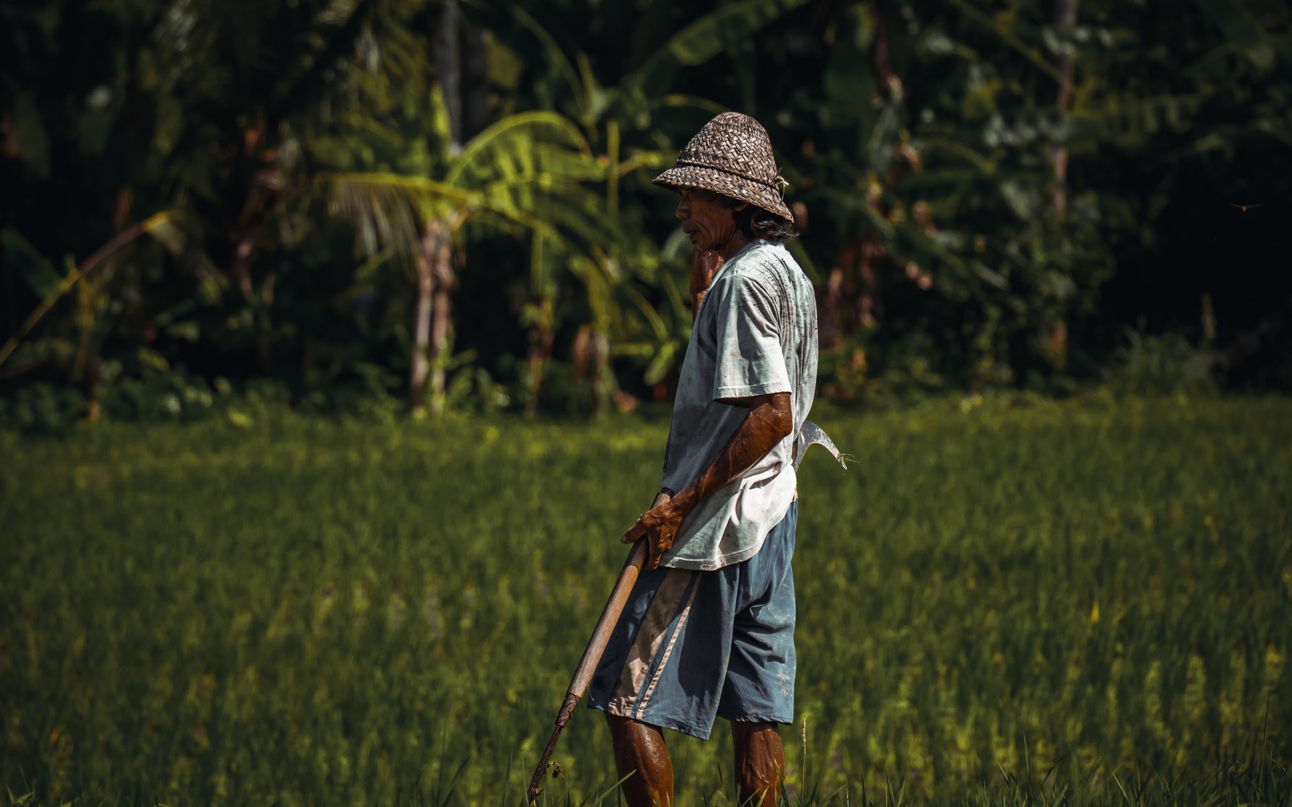 A farmer at work in a Bali rice field