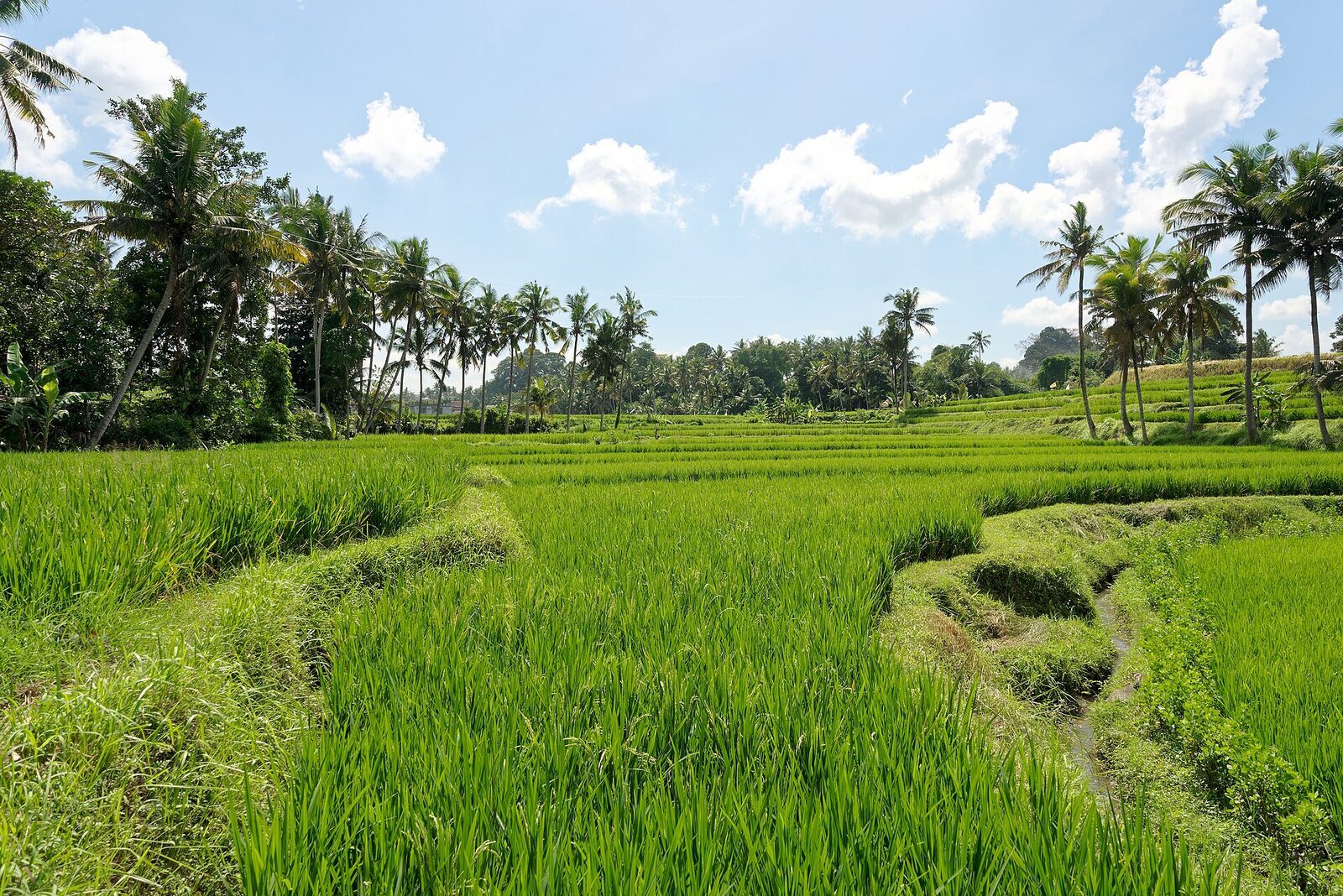 Green paddy and palms under a morning sky — the Tri Hita Karana landscape that starts where the pavement ends.