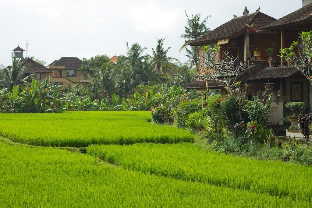 A local cycling a paddy path near Ubud — the everyday version of the view.