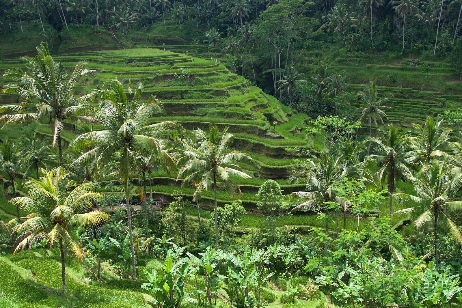 Palms rising over a terraced field near Ubud.
