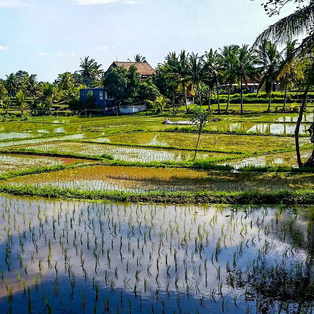 A flooded paddy mirroring the sky, houses at its edge.