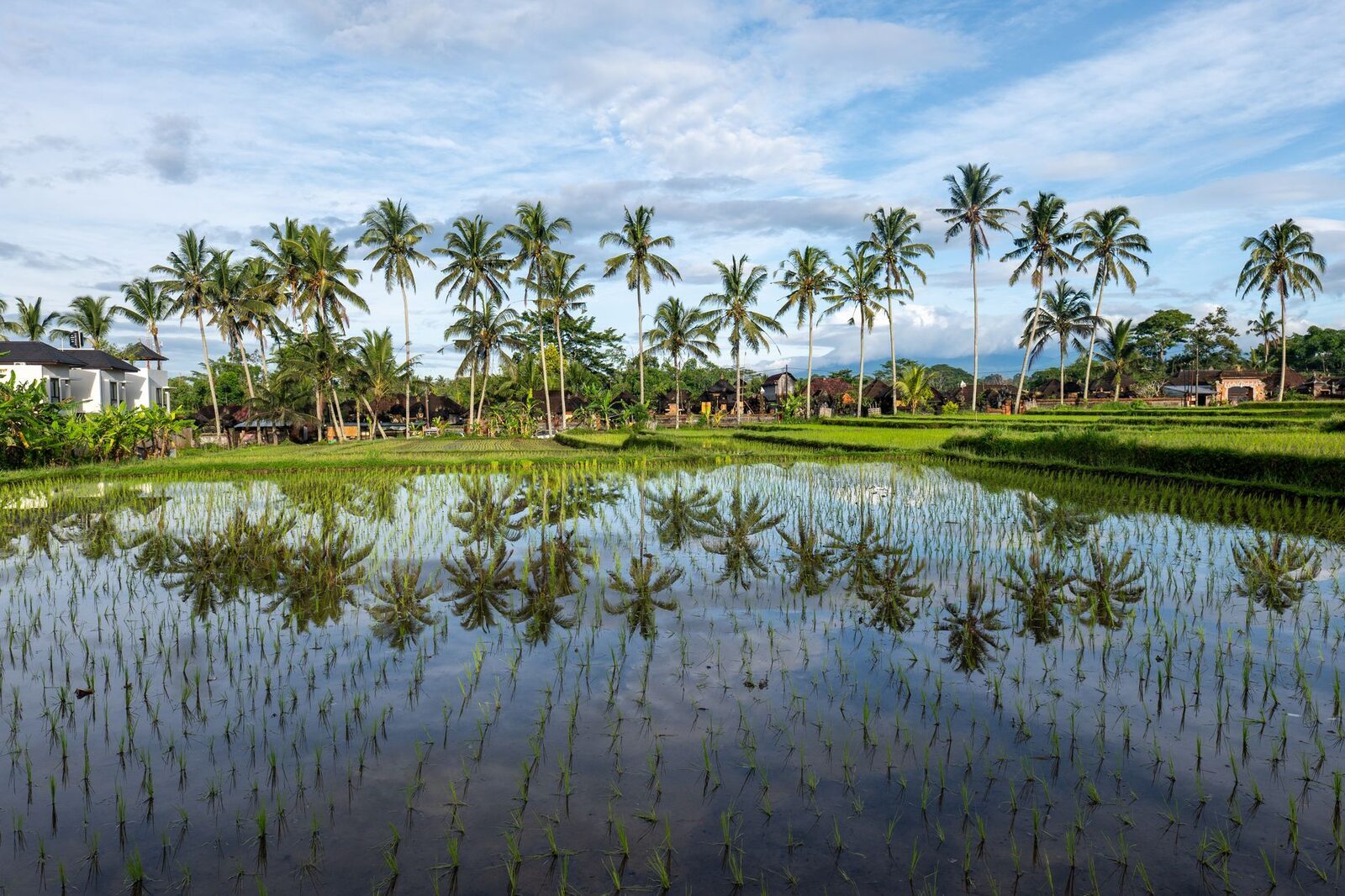 Palms reflected in a flooded rice field — central Bali in the wet-planted season.