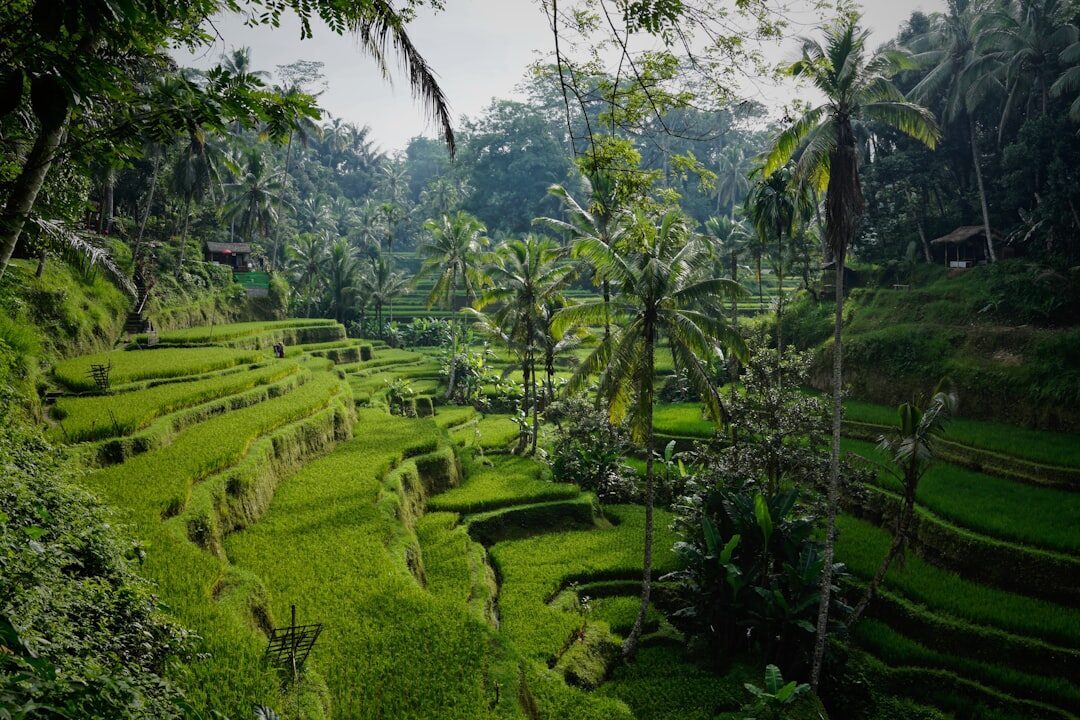 Terraces stepping down a slope near Ubud, green and quiet early on.