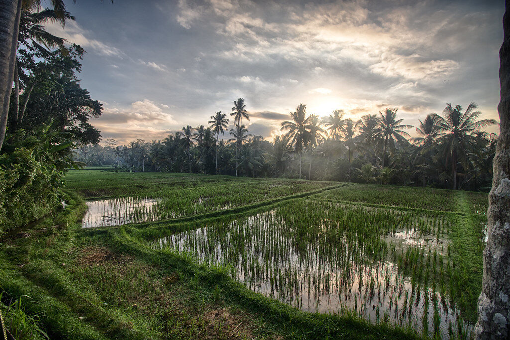 Sunrise over a rice-field near Ubud — the calm, cool hour before about 9am, when it's worth setting an alarm.