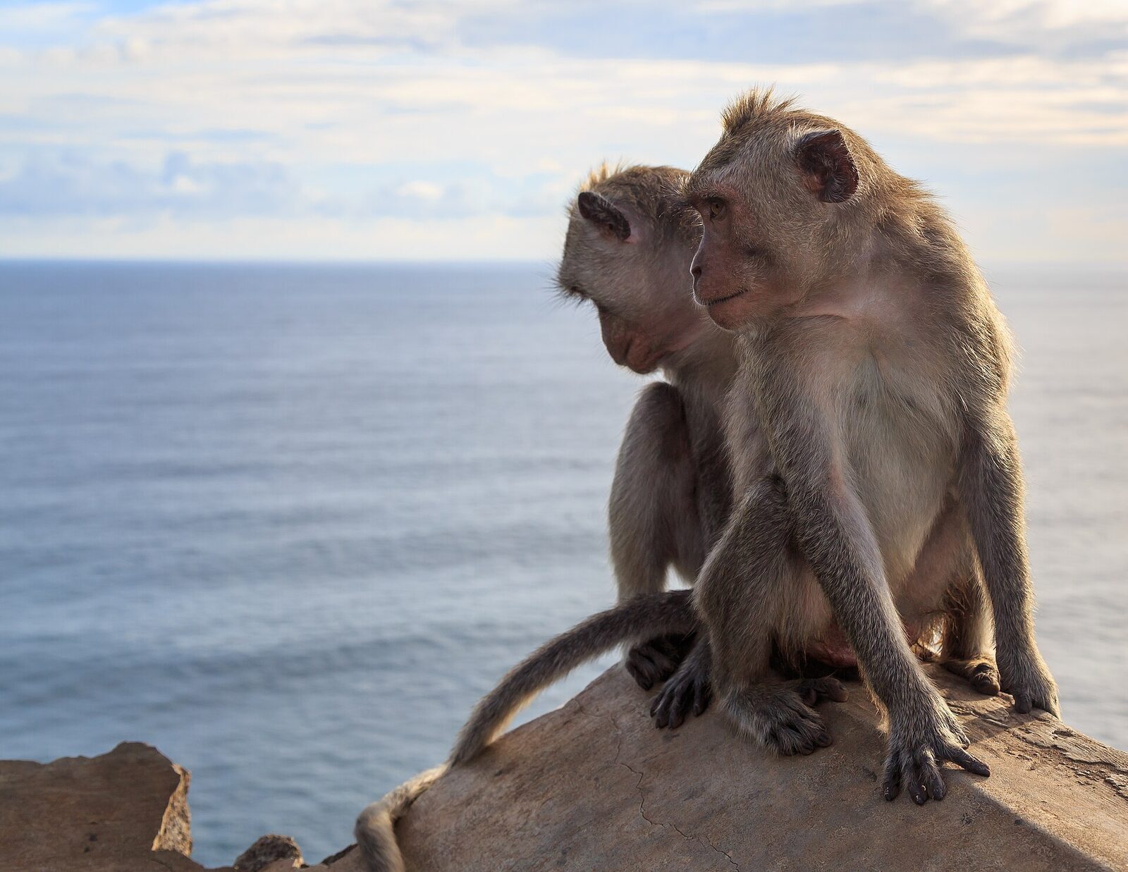 A pair of macaques grooming on the clifftop wall above the sea.