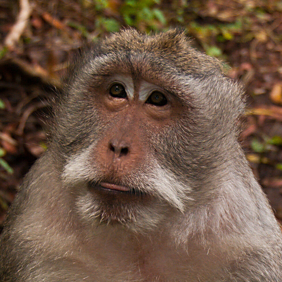 A macaque portrait — sharp-eyed and entirely unbothered by you.
