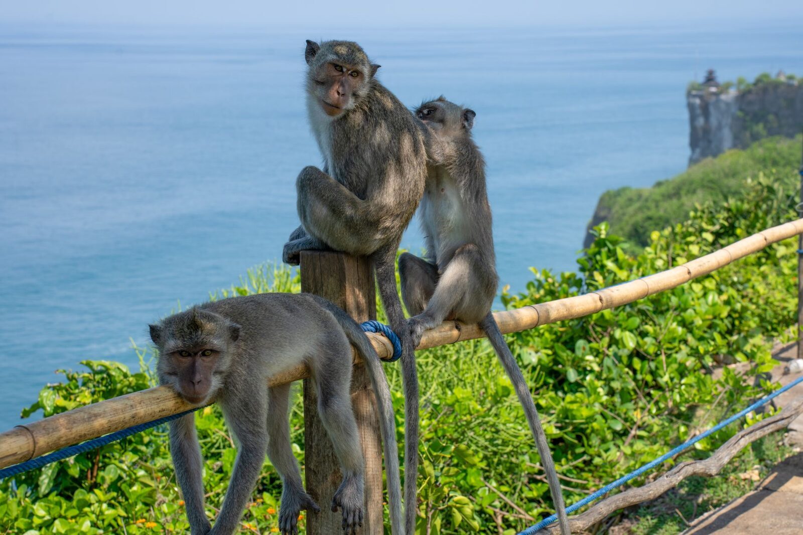 Macaques lined along the temple railings, the meru behind.