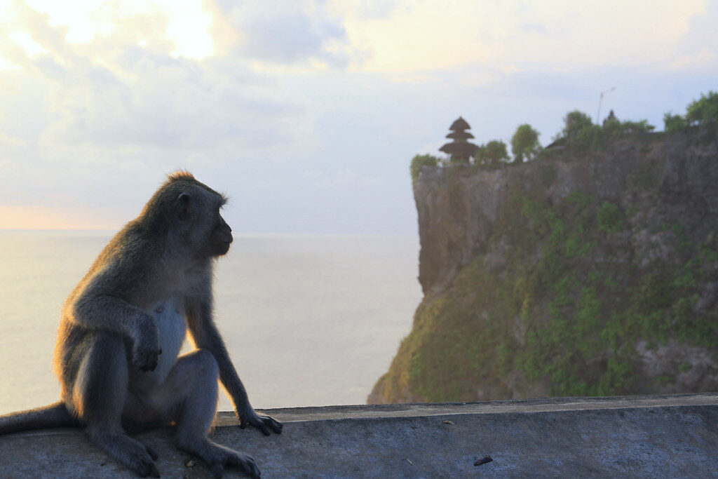 A long-tailed macaque on the wall, the cliff temple behind — a resident of Uluwatu.