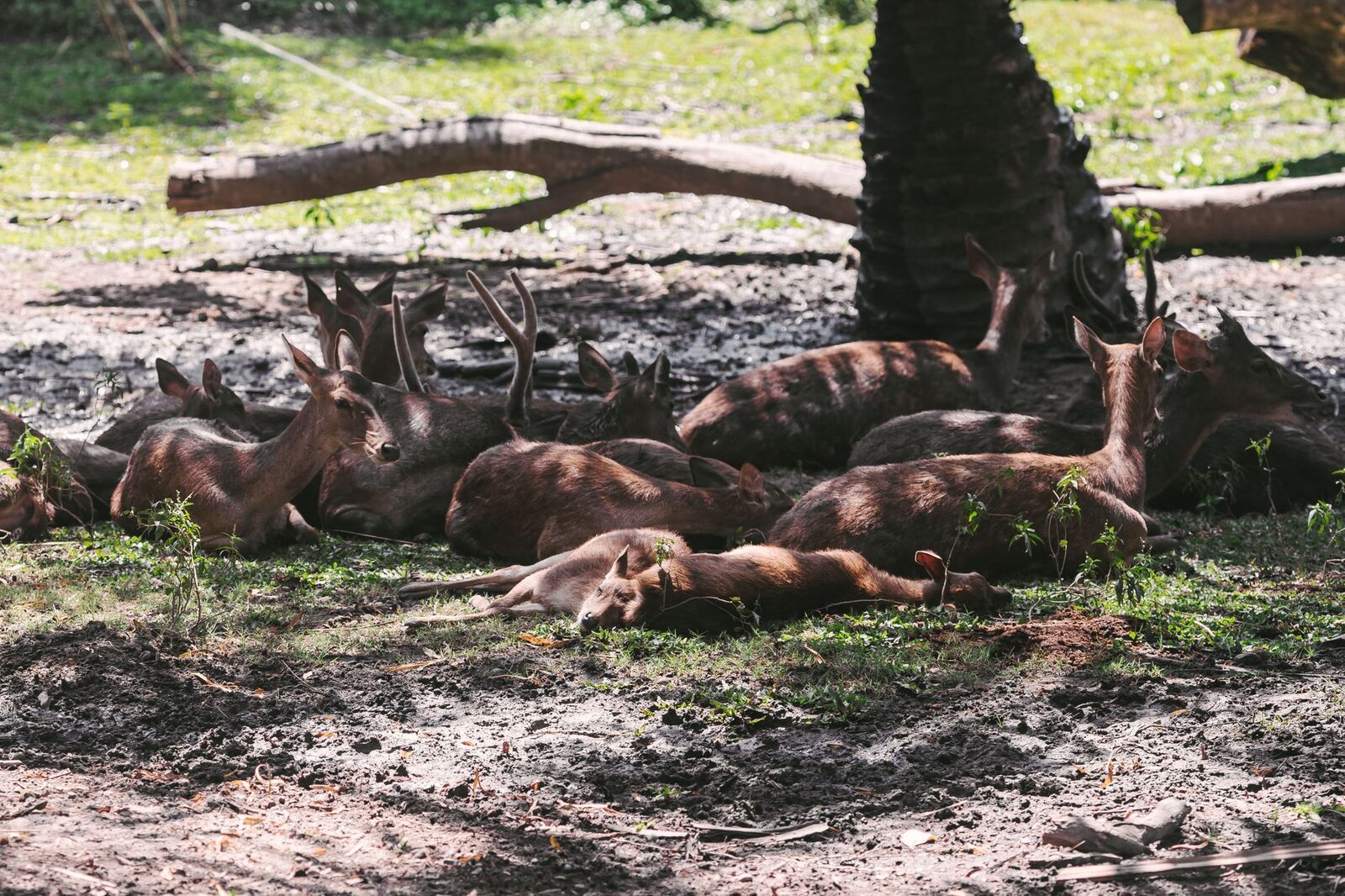 A group of deer resting in the shade, West Bali's forest wildlife.