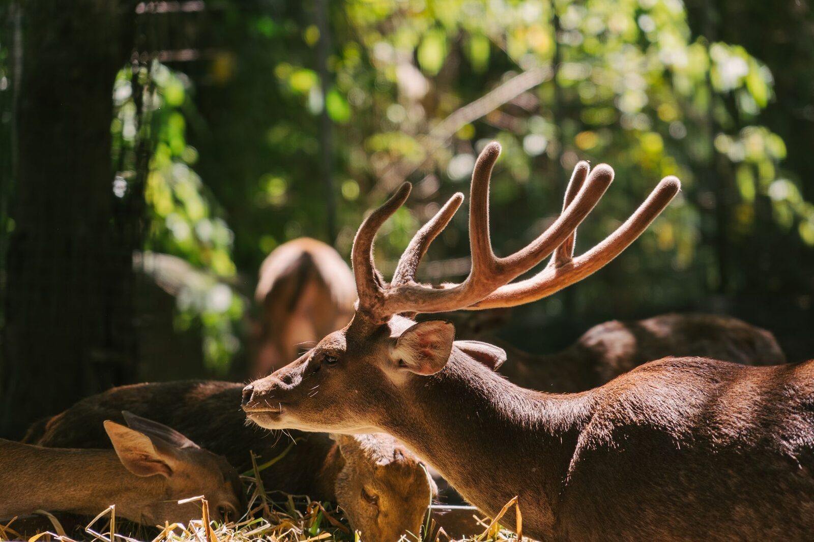 Rusa stags in the forest, one in full antler.
