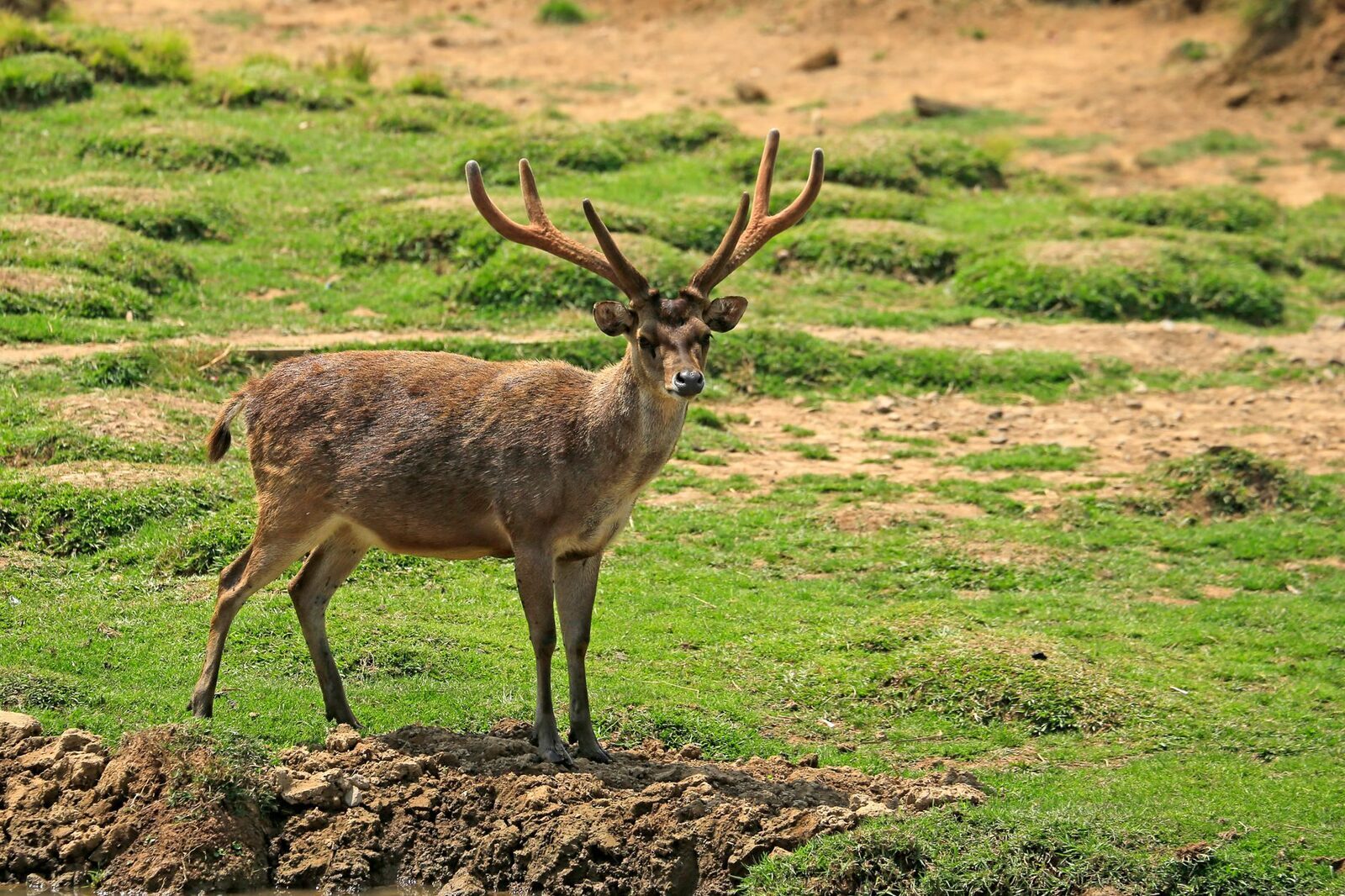 A stag out on open grass in the morning.