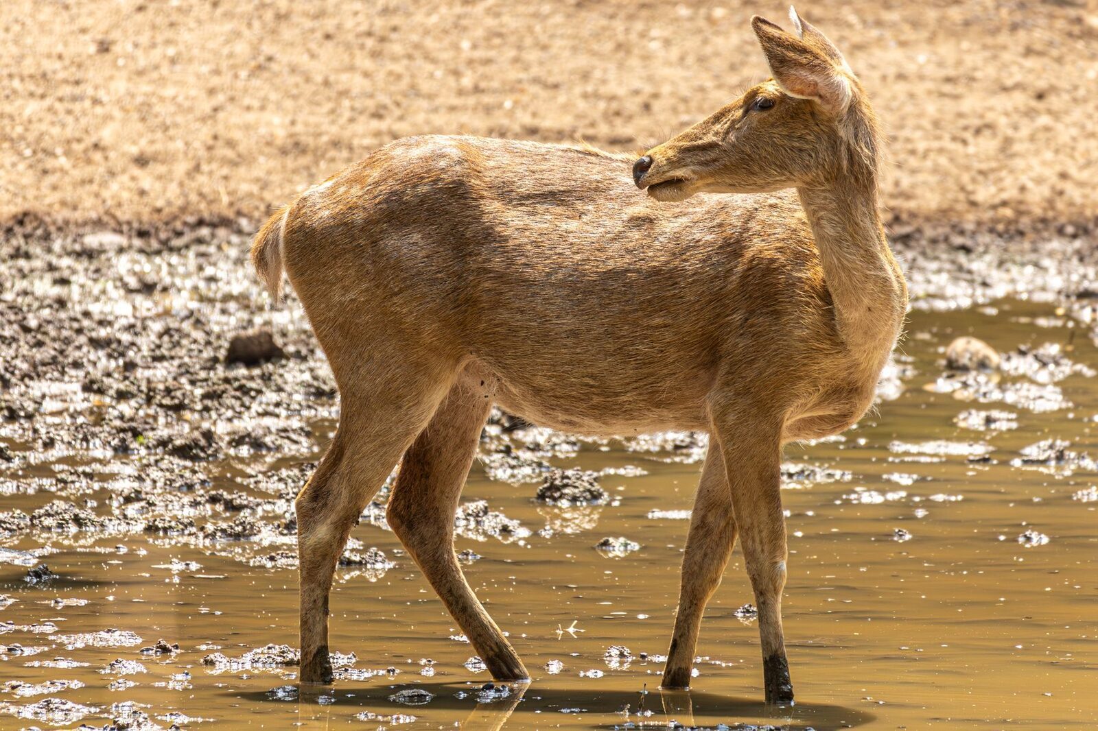 A rusa deer wading in the shallows — the wild animals you make the long drive for.