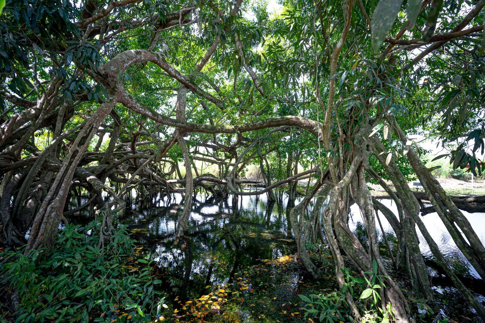 Mangroves — extensive stands line the park's northern coast.