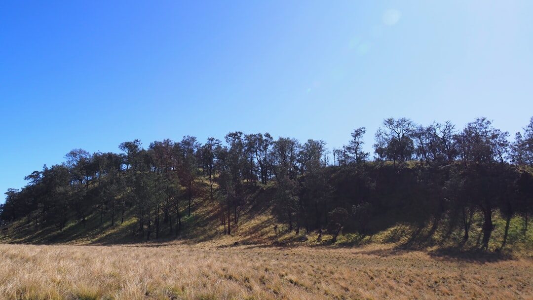 Monsoon forest meeting open grassland — the dry, genuinely wild landscape most of West Bali is.