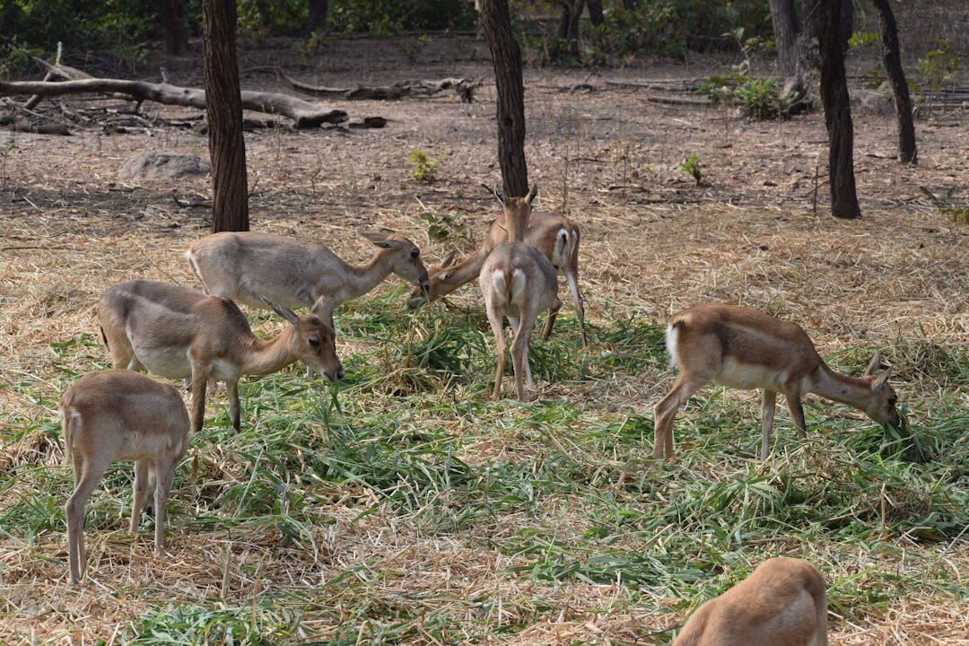 Rusa deer grazing a dry savanna edge — the kind of wildlife a trek might turn up.
